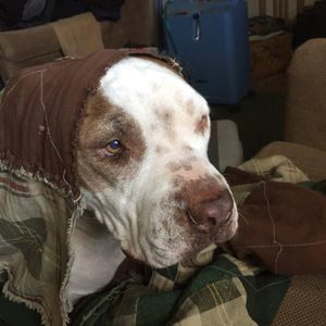 Meet your Posher, Linda